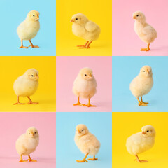 Collage with many cute chicks on colorful background