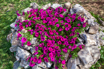 Flowers in the garden. Beautiful pink flowers with decorative stones around.
