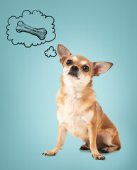 Cute chihuahua dog on white background