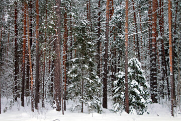 Fototapeta premium snow covered pine forest