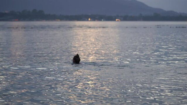 Young Beautiful Woman having a Swim in a Tropical Ocean At Sunset