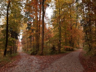 Paths diverging in autumn forest (Uetliberg Mountain, Zurich, Switzerland). Two roads diverged in a...