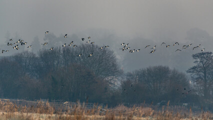 Northern Lapwing, Vanellus vanellus in the flight