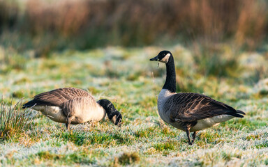 Canada Geese, Canada Goose, Branta Canadensis in habitat