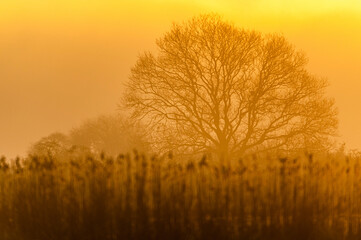 Marshland in the fog at sunrise