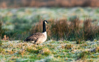 Canada Geese, Canada Goose, Branta Canadensis in habitat