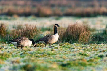 Canada Geese, Canada Goose, Branta Canadensis in habitat