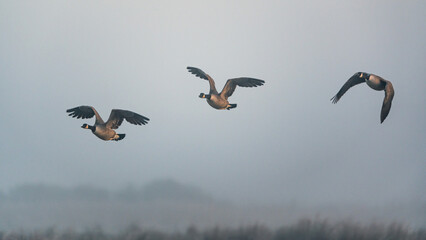 Canada Geese, Canada Goose, Branta Canadensis in flight