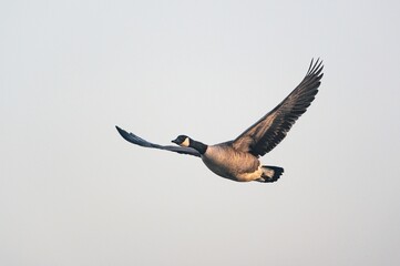 Canada Geese, Canada Goose, Branta Canadensis in flight