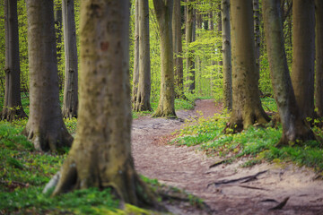 Niemcy, Jasmundzki Park Narodowy, Jasmund, Wyspa Rugia Sellin wiosna drzewa ścieżka w lesie, las bukowy