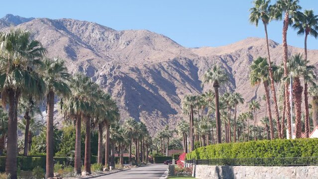 Row of palm trees and mountain or hill, sunny Palm Springs vacations resort near Los Angeles, Old Las Palmas, California valley nature, USA. Arid dry climate plants, desert oasis flora. American flag.