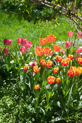 variety of blooming tulip flowers in the garden