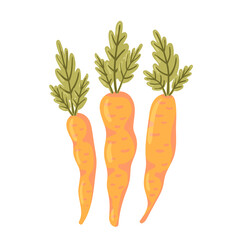 Carrot set with green leaves. Fresh sweet vegetable. Vector illustration in cartoon flat style isolated on white background for magazine, book, poster, card, menu cover, web pages. Spring easter card