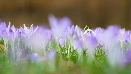 A single snowdrop between beautiful purple crocus flowers in spring
