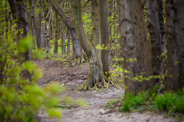 Niemcy, Wyspa Rugia, Rezerwat Südostrügen Waldhalle Sellin wiosna drzewa ścieżka w lesie, las bukowy