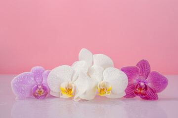 Obraz na płótnie Canvas orchid flowers on a pink background, space for text, background 