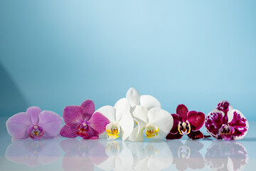 Beautiful phalaenopsis orchid flowers on a blue background 