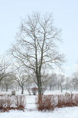 Fototapeta premium Bare trees in city park on snowy day