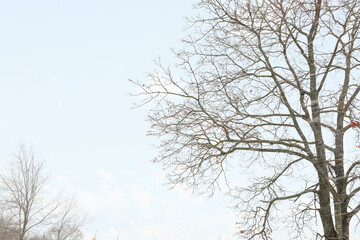Fototapeta na wymiar Bare tree branches on light background
