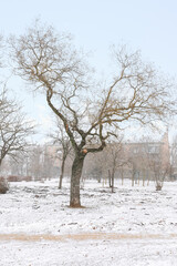 Bare trees in winter park on snowy day