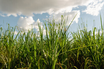 Fototapeta premium Sugarcane plantation farm with cinematic sky full of clouds and sunset. Farm field at sunny day.
