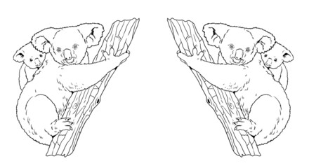 Koala bear illustration. Australian marsupial with its baby for coloring. Wild animals drawing.	