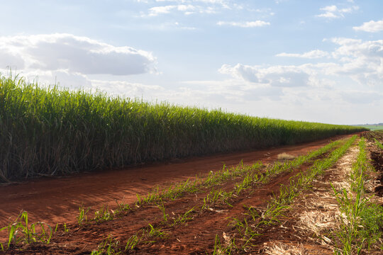 Sugarcane plantation farm with cinematic sky full of clouds and sunset. Farm field at sunny day.