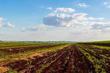 Sugarcane plantation farm with cinematic sky full of clouds and sunset. Farm field at sunny day.