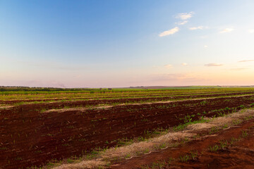 Fototapeta na wymiar Sugarcane plantation farm with cinematic sky full of clouds and sunset. Farm field at sunny day.