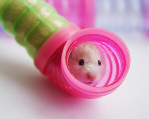 A cute hamster peeks out of a hole in a plastic pipe.