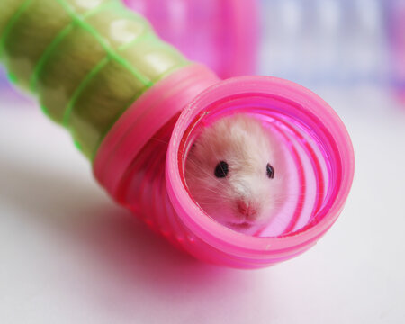 Tube Hamster Maze Hamster Cage" Images – Browse 3 Stock Photos, Vectors,  and Video | Adobe Stock