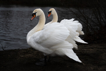 Fototapeta premium A pair of swans stand on the river bank in the dark of the evening.