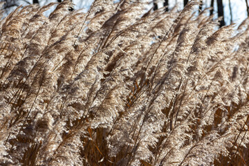 Cortaderia selloana white waving in the wind. Decorative plant. Selective focus. Copy space.