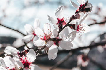Almond trees in bloom. White flowers in spring. Selective focus. Copy space.