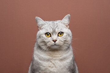 beautiful british shorthair cat with yellow eyes looking at camera portrait on brown background with copy space