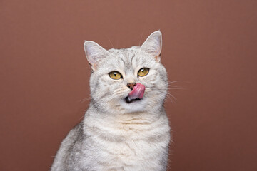 hungry british shorthair cat sticking out tongue licking lips looking at camera waiting for food on...