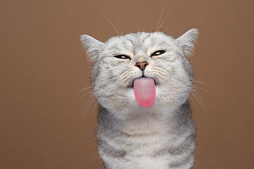 cute cat sticking out tongue licking invisible glass pane making funny face on brown background...