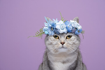fluffy face british shorthair cat wearing blue flower crown on purple background portrait looking at camera with copy space