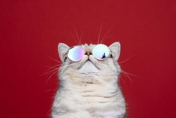 cool cat wearing sunglasses looking up at copy space portrait on red background