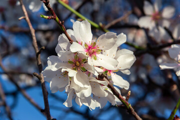Almond trees in bloom. White flowers in spring. Selective focus. Copy space.