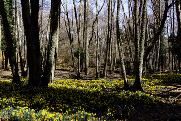 Meadow of yellow daffodils in bloom in a forest. Selective focus. Copy space.