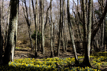 Meadow of yellow daffodils in bloom in a forest. Selective focus. Copy space.