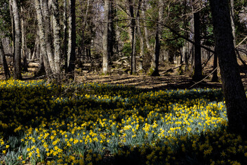 Meadow of yellow narcissus in bloom in a forest. Selective focus. Copy space.