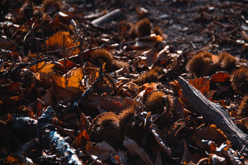 Chestnuts fallen in the forest. Selective focus. Copy space.