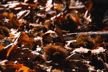 Chestnuts fallen in the forest. Selective focus. Copy space.