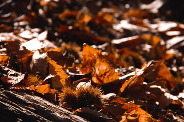 Chestnuts fallen in the forest. Selective focus. Copy space.