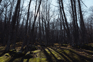 Obraz premium Forest with dry trees in winter. Selective focus. Copy space.