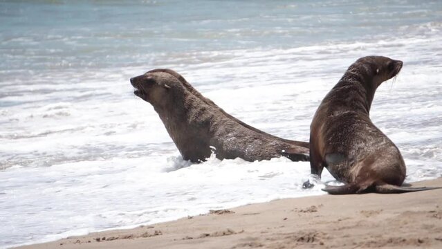 fur seals and sea slow motion