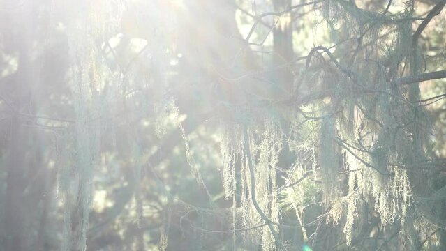 Lace lichen moss hanging, trees in sunlit forest. Surreal wood, fairy old grove or fantasy woodland. Parasite mushroom or fungus. Sun flare, sunlight rays. Point Lobos, Monterey flora, California, USA