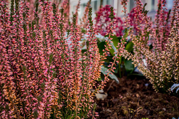 Heather growth